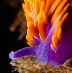 Flabellina iodinea and I sharing a moment. by Craig Hoover 